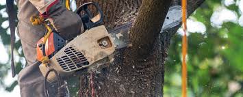 Professional Tree Removal in The Hills, TX