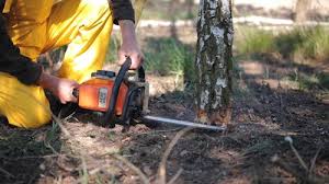 Best Lawn Disease Treatment  in The Hills, TX